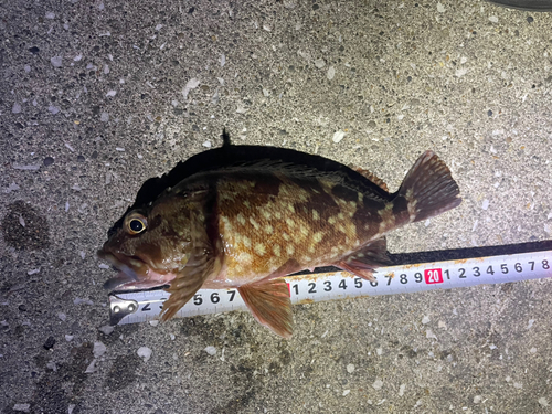 カサゴの釣果