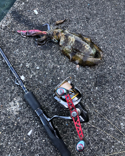 コウイカの釣果