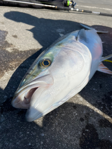 ブリの釣果