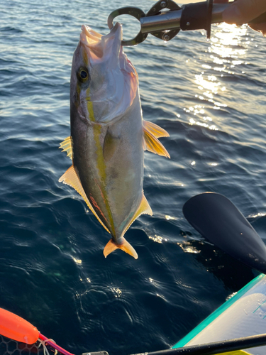 カンパチの釣果