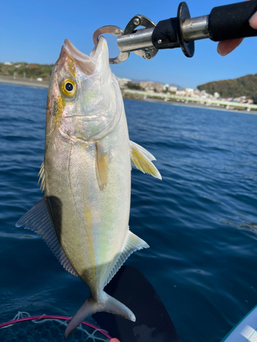 カンパチの釣果