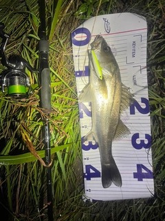 フッコ（マルスズキ）の釣果