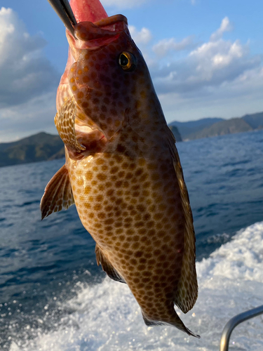 オオモンハタの釣果