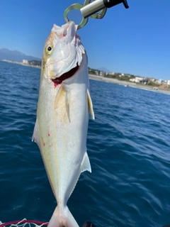 カンパチの釣果