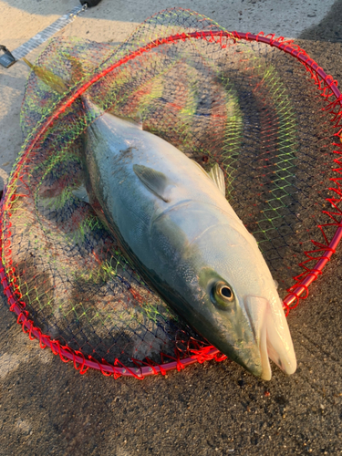 ヤズの釣果