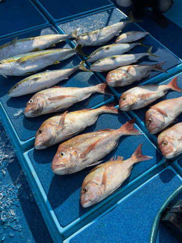 ブリの釣果