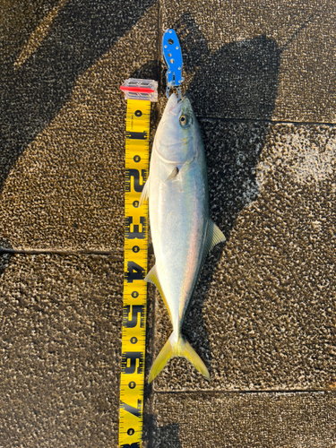 メジロの釣果