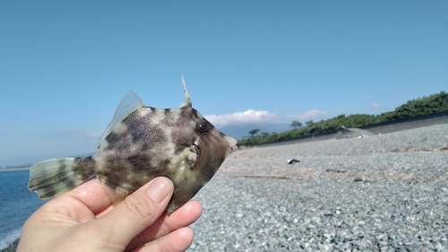 カワハギの釣果