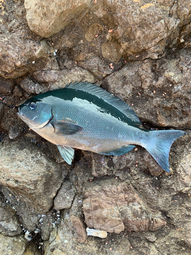 メジナの釣果