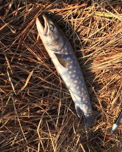 アメマスの釣果