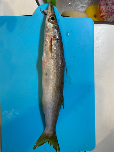 カマスの釣果