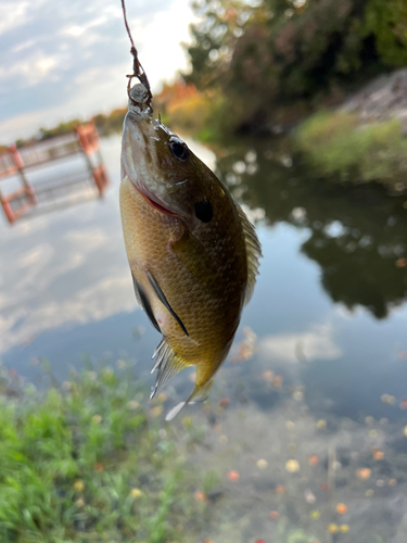 ブルーギルの釣果