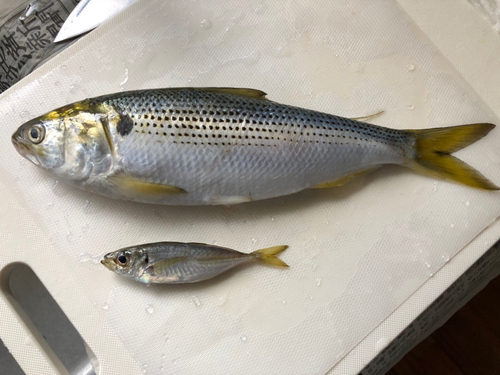 コノシロの釣果