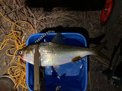 コノシロの釣果