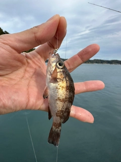 シロメバルの釣果