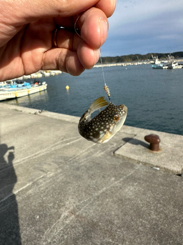 クサフグの釣果