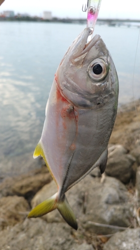 ギンガメアジの釣果