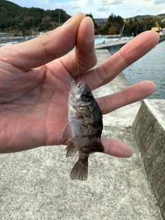 シロメバルの釣果