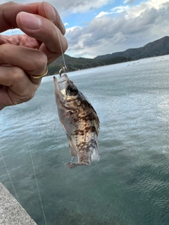 シロメバルの釣果