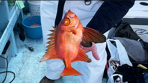 チカメキントキの釣果