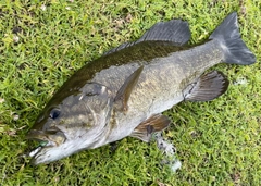 スモールマウスバスの釣果