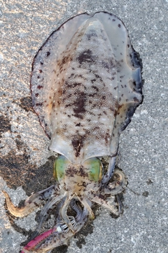 アオリイカの釣果