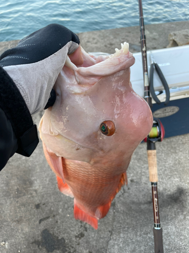 コブダイの釣果