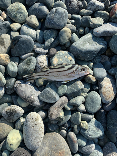 コトヒキの釣果