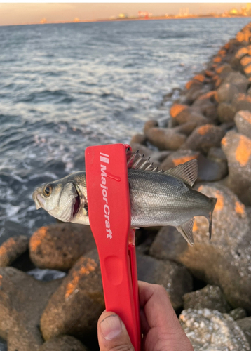 セイゴ（マルスズキ）の釣果