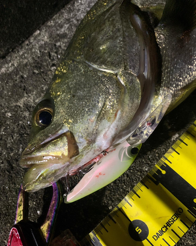 シーバスの釣果