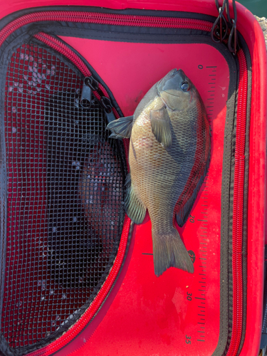 メジナの釣果