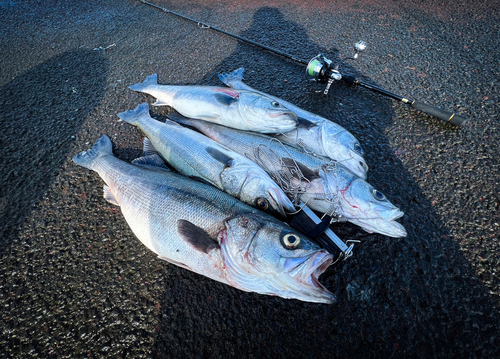 シーバスの釣果