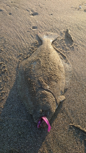 ヒラメの釣果