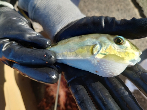 シロサバフグの釣果