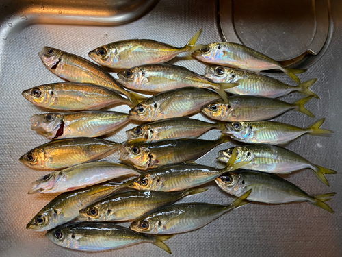 アジの釣果