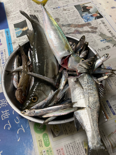 カタクチイワシの釣果