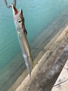 タチウオの釣果