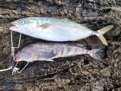 ホッケの釣果