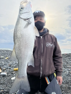 ヒラスズキの釣果