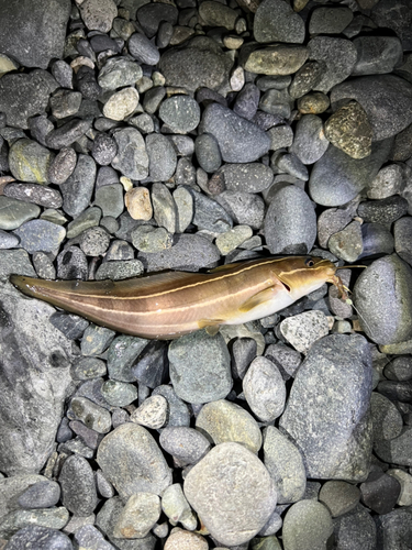 ゴンズイの釣果