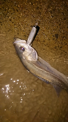 セイゴ（マルスズキ）の釣果