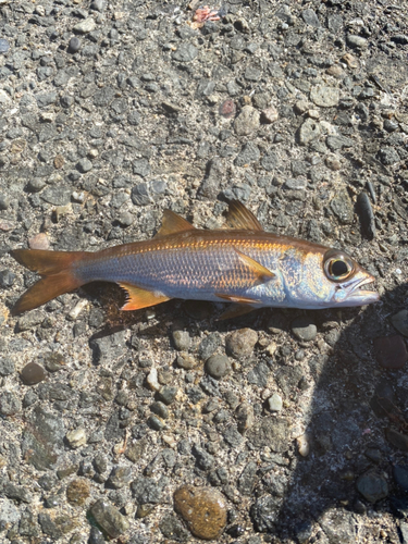 ムツの釣果