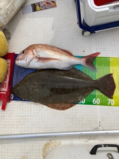 ヒラメの釣果