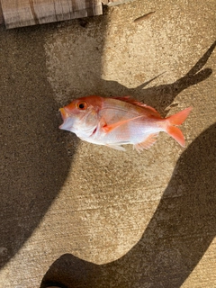 キダイの釣果