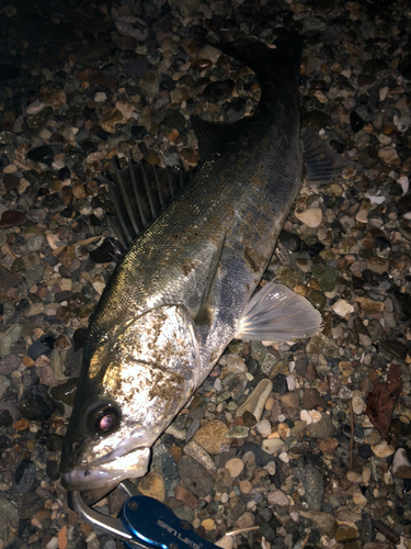 フッコ（マルスズキ）の釣果