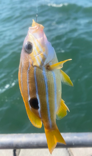 フエダイの釣果