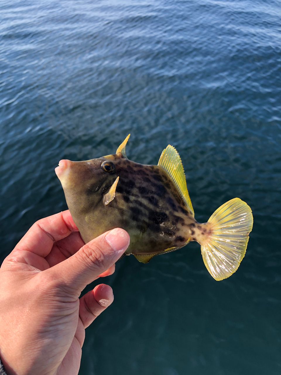 わたるスペシャルさんの釣果 3枚目の画像