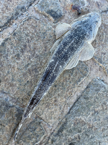 コチの釣果