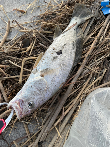 ニベの釣果