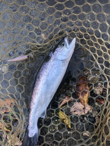 サクラマスの釣果